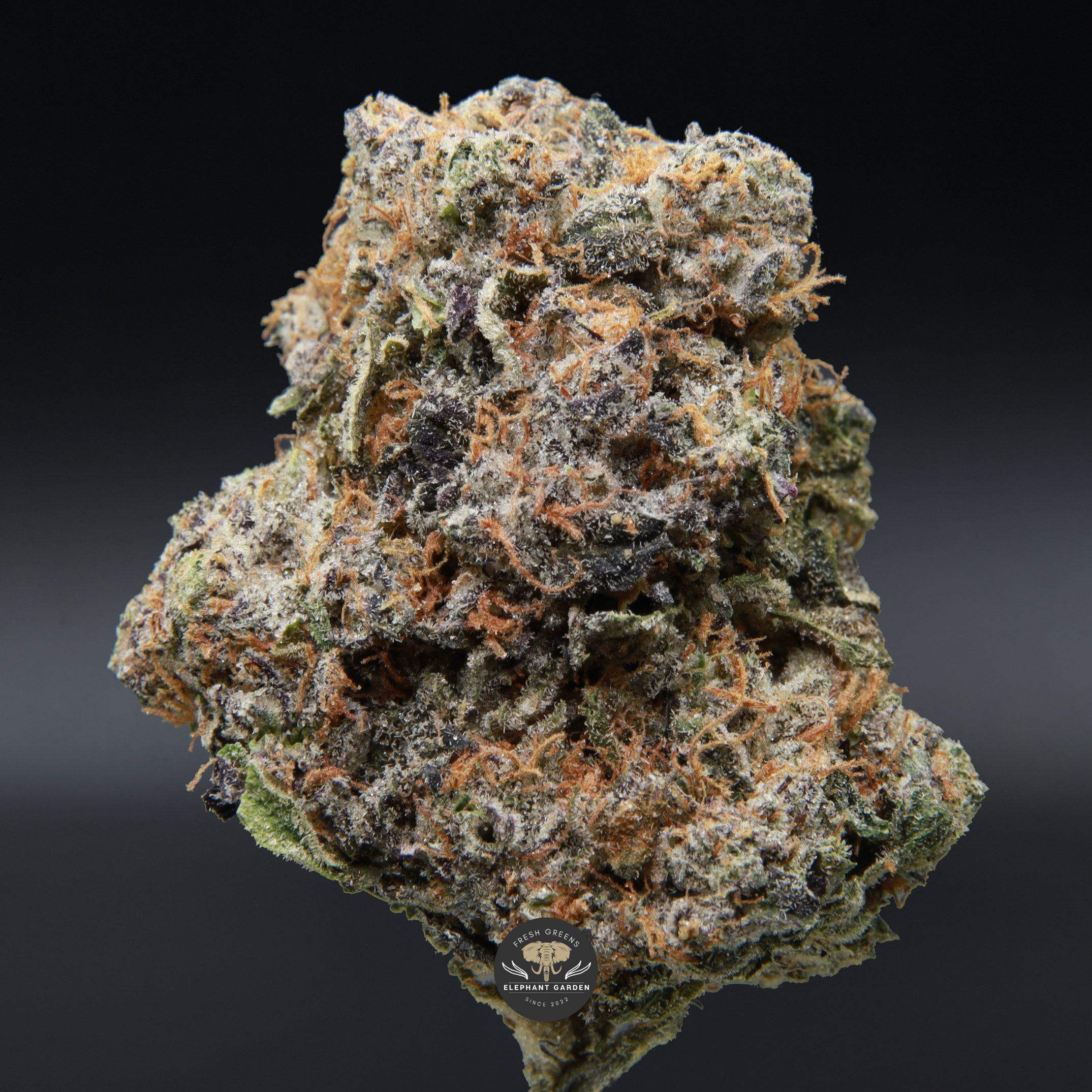 LA Kush Cake single bud from Elephant Garden March 2026