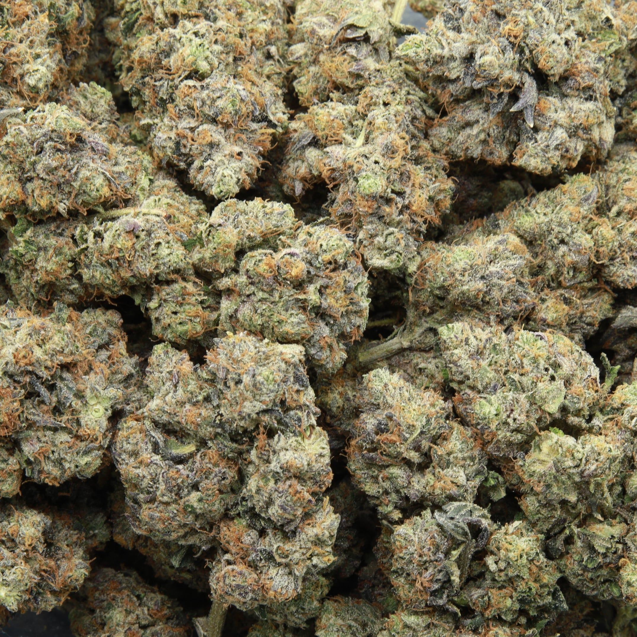 LSO Lindsay OG from Elephant Garden multiple bud March 2026