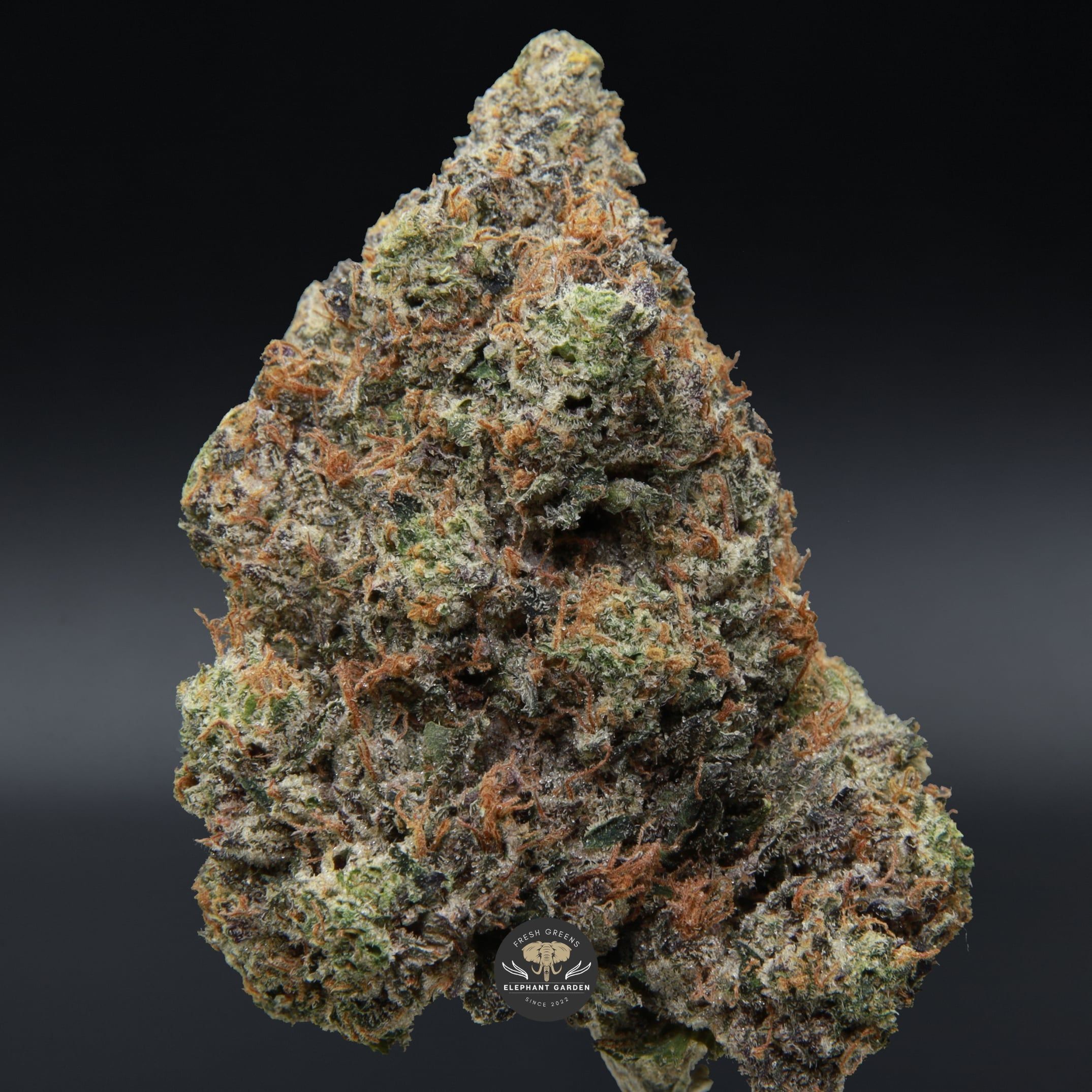 LSO Lindsay OG from Elephant Garden single bud March 2026