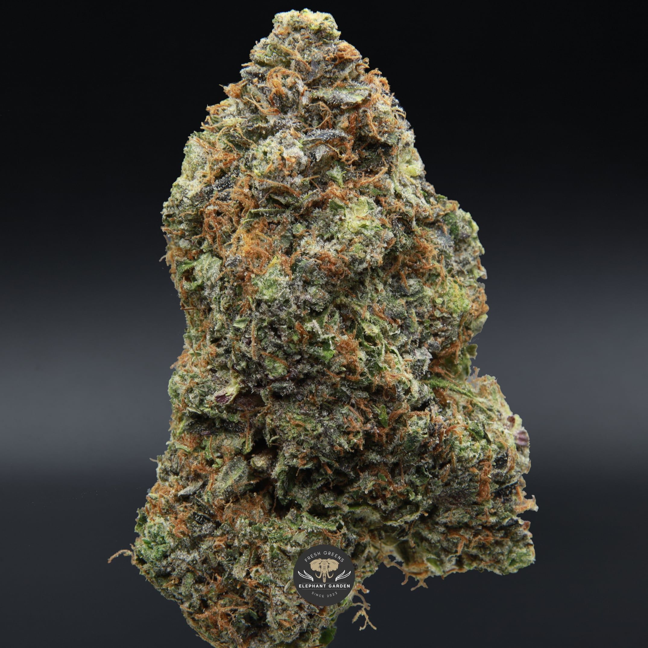 LSO MKU from Elephant Garden single bud March 2026