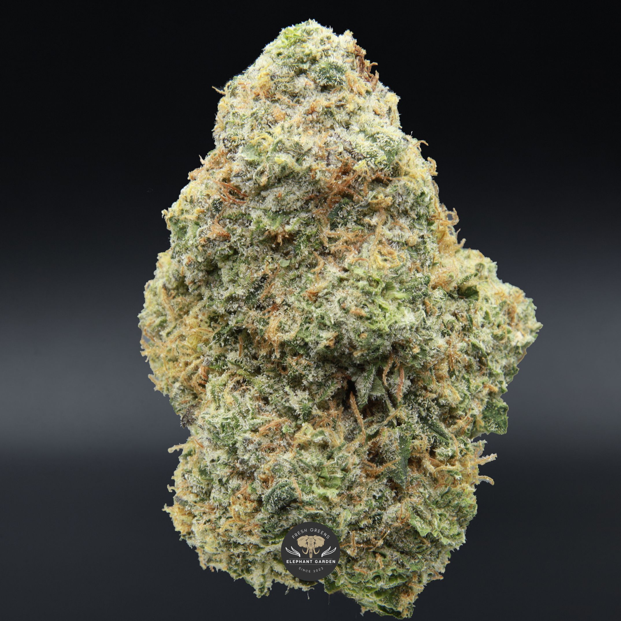 Pineapple Jack from Elephant Garden single bud March 2026