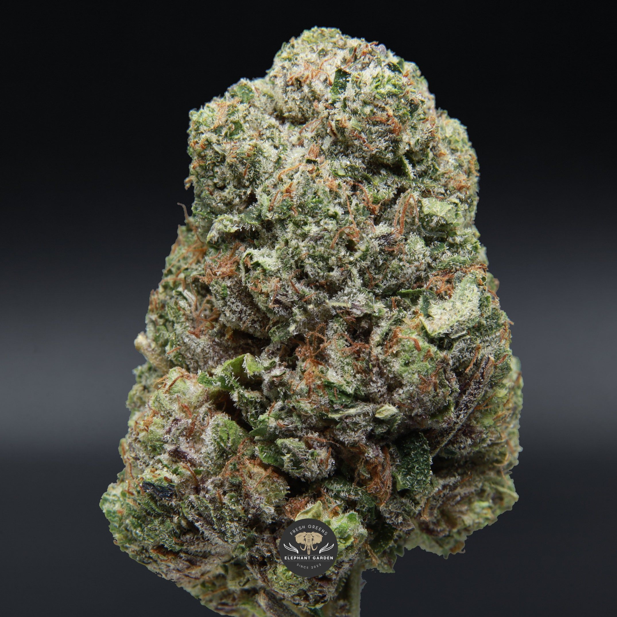 Pink Bubba Single bud from Elephant Garden March 2026