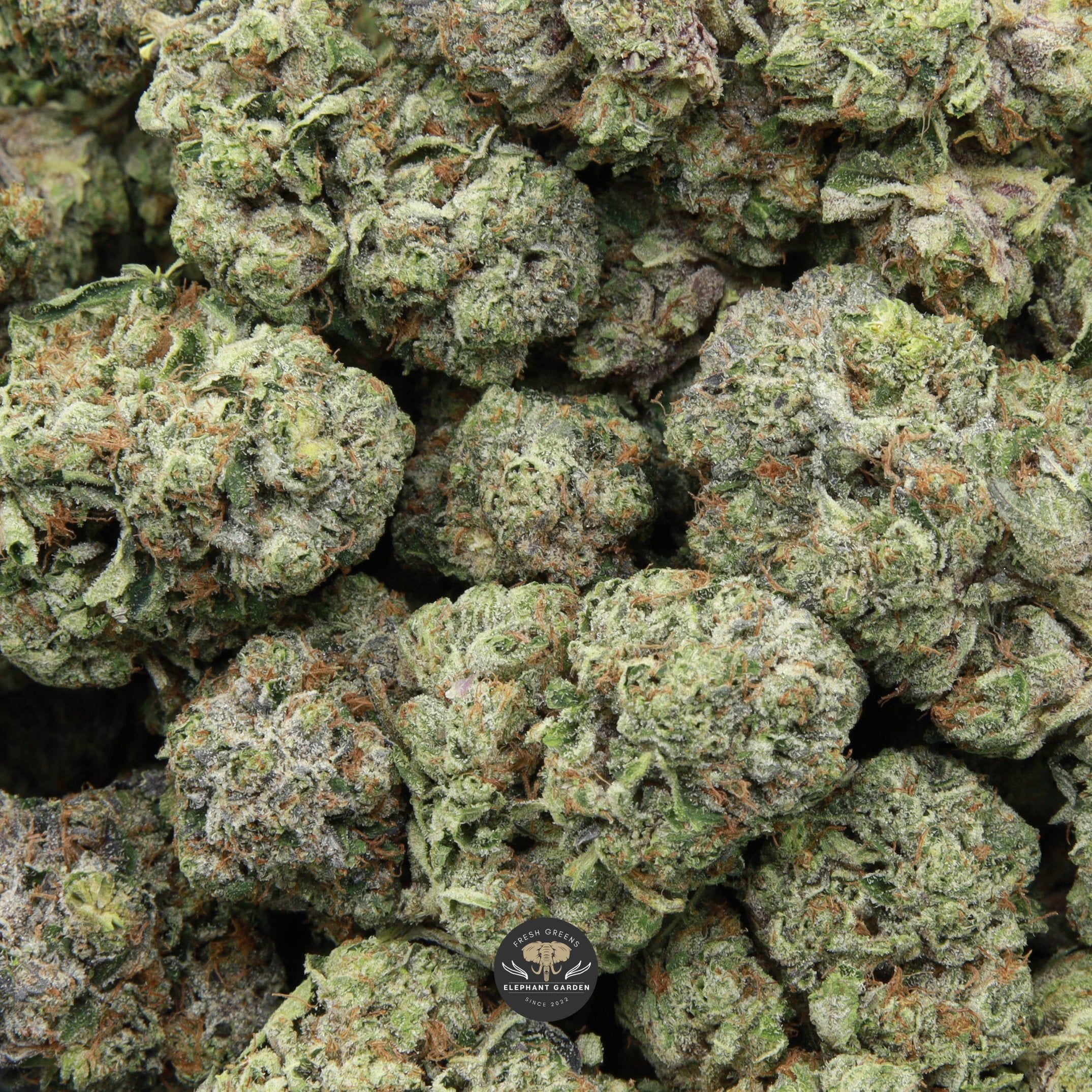 Pink Bubba multiple buds together Elephant garden March 2026