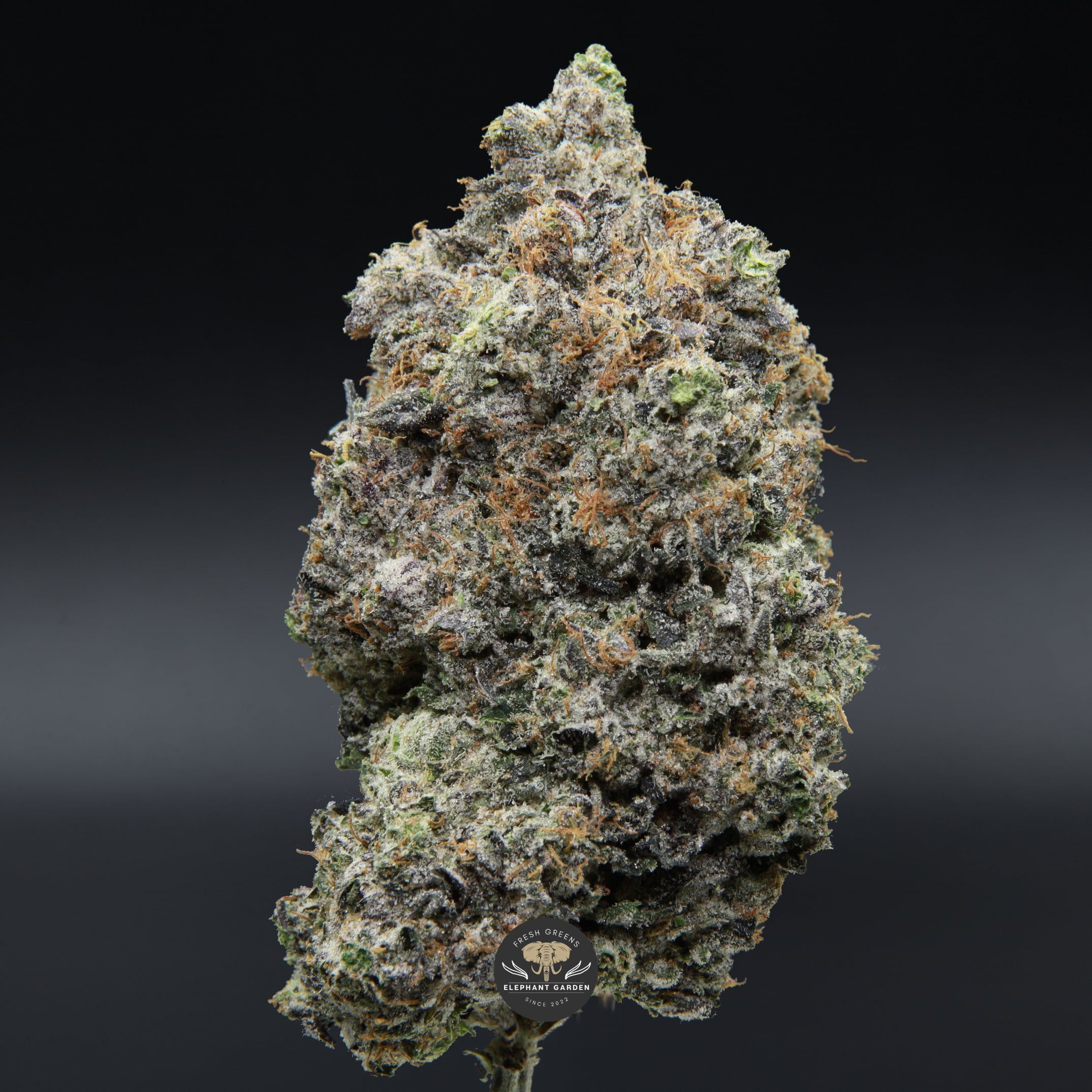 Pink Death Star bud Elephant garden March 2026