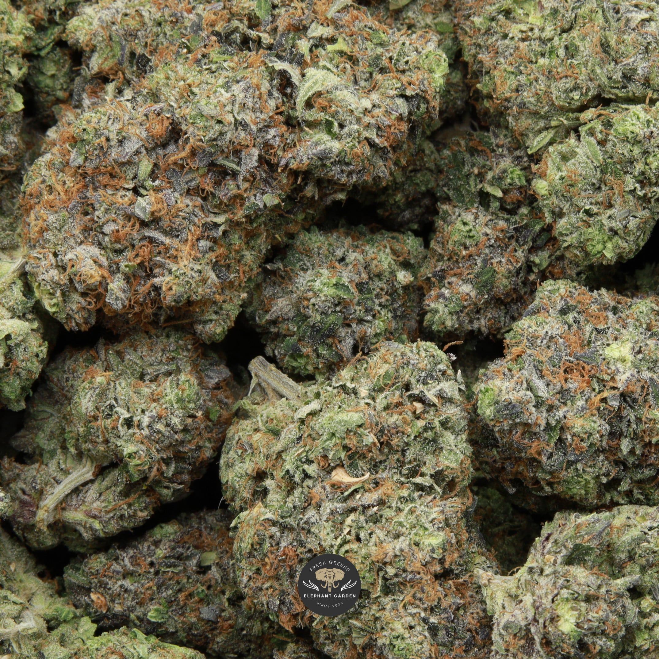 Pink Fuego LSO Bag Elephant Garden March 2026