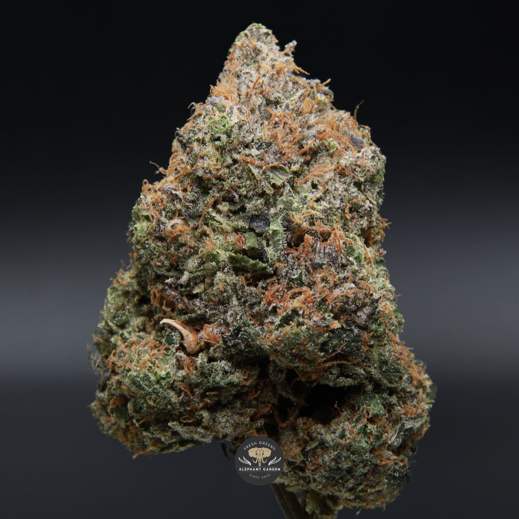 Pink Fuego LSO zoom Elephant Garden March 2026