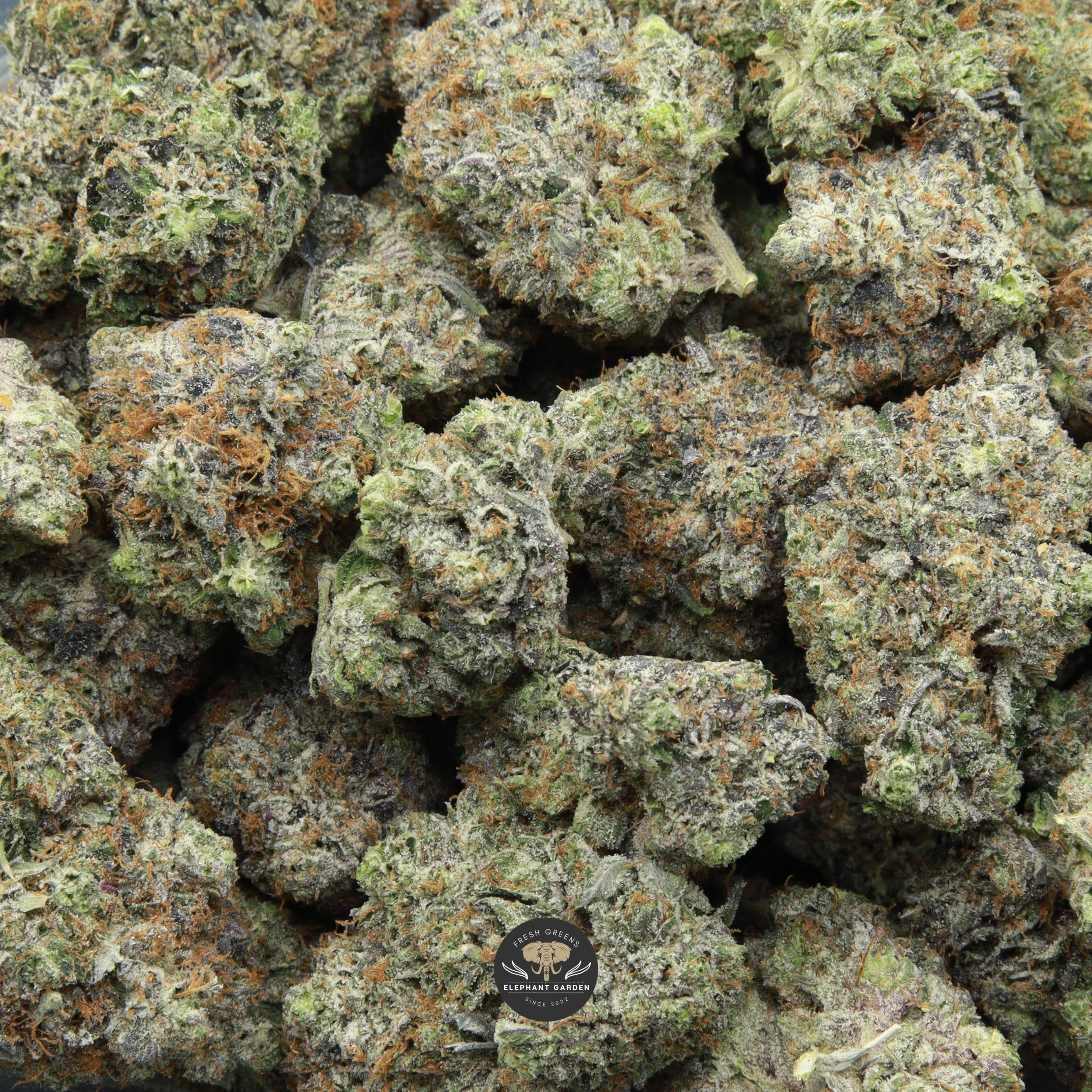 Pinkman Goo multiple buds from Elephant Garden March 2026