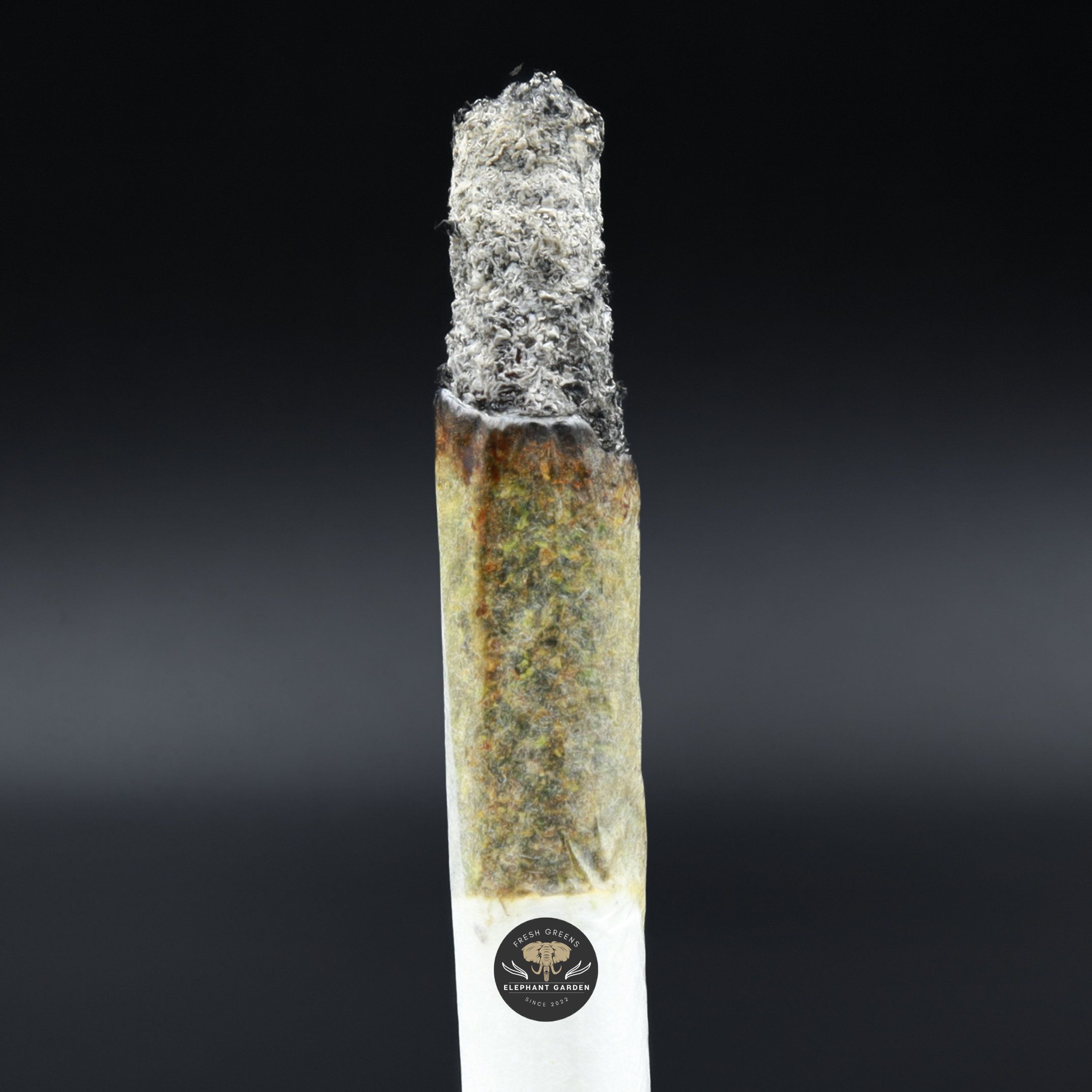 Purple Mimosa burn test Elephant Garden March 2026