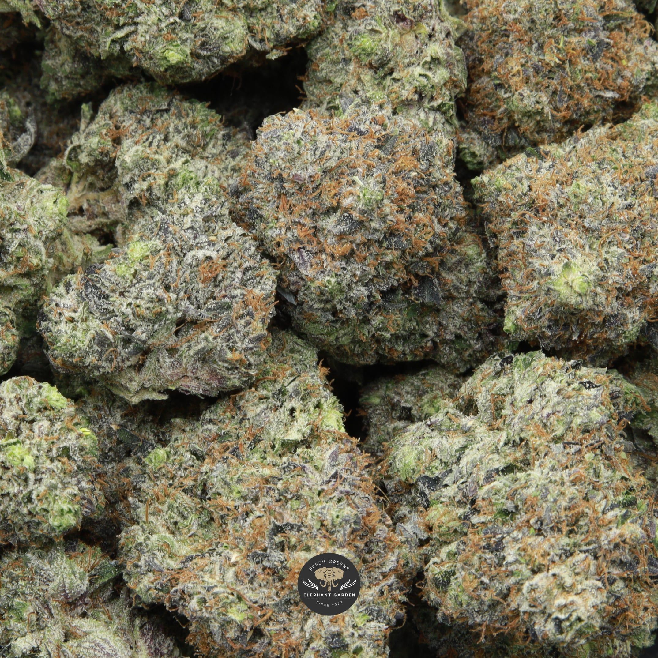 Supreme Death Bubba multiple buds elephant garden march 2026