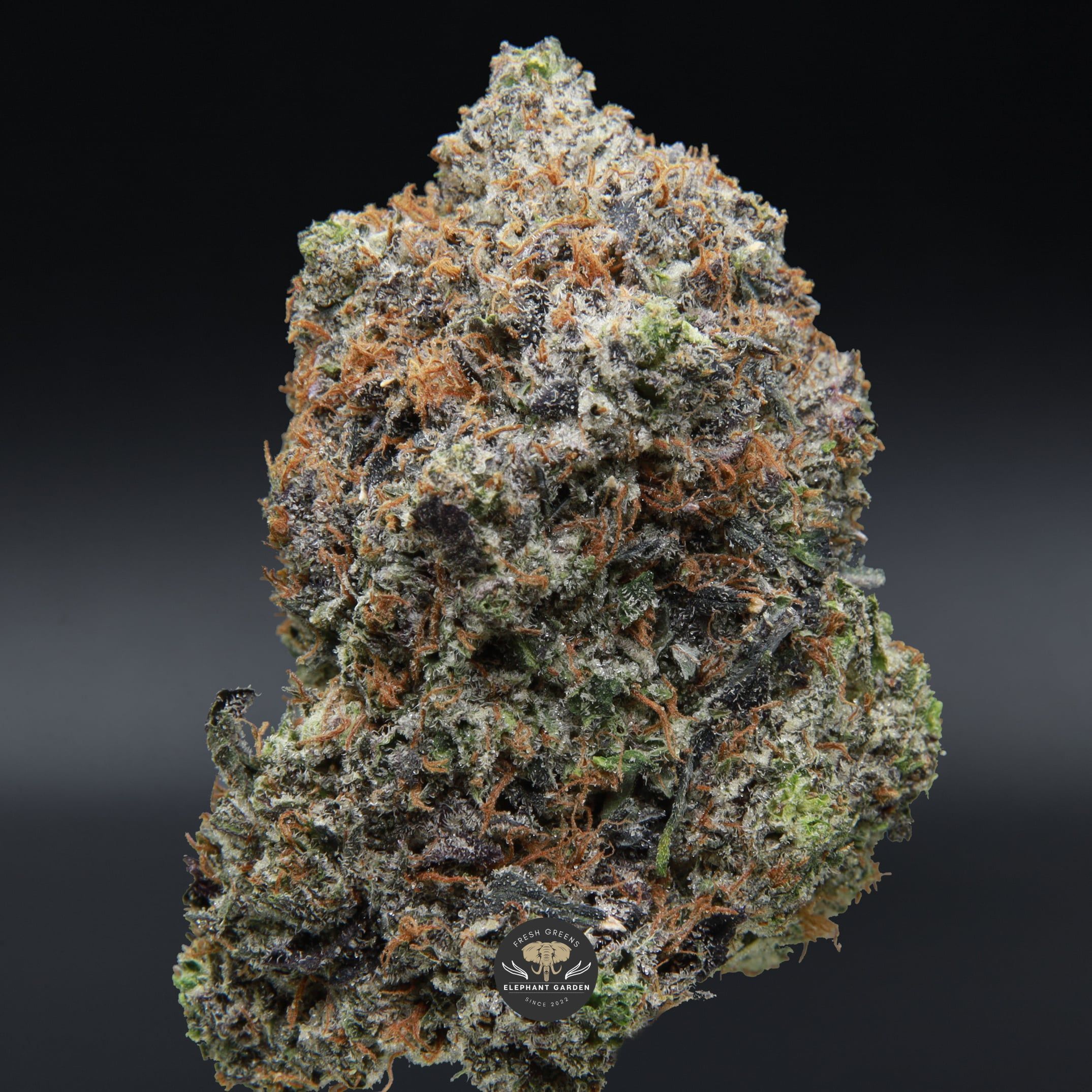 Supreme Death Bubba single bud from Elephant Garden March 2026