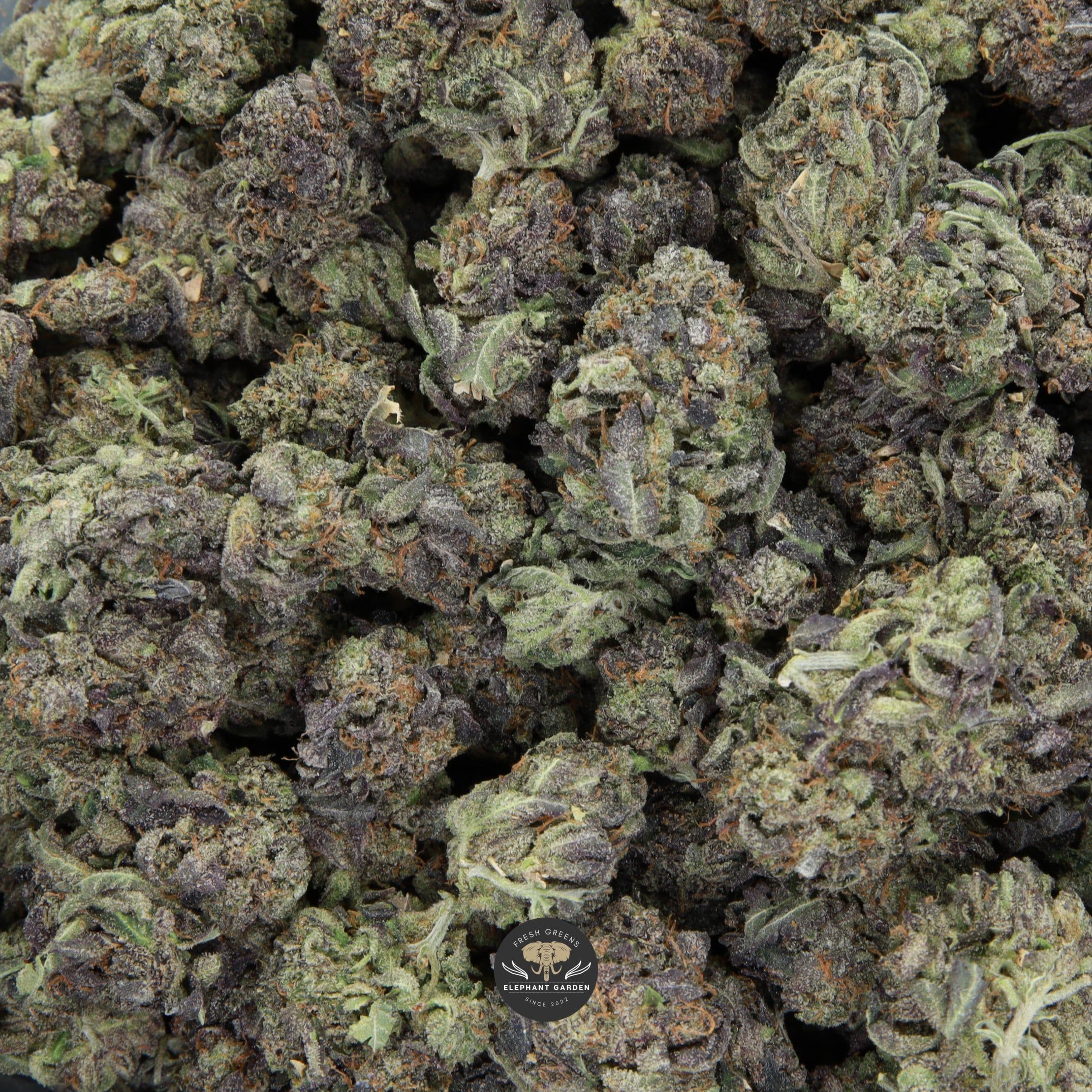 Zoomed in image of Greasy Death Bubba Smalls Elephant Garden March 2026