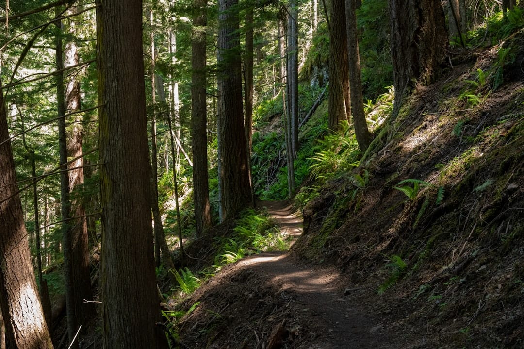 Brown pathway winding through green trees in a Pacific Northwest forest trail