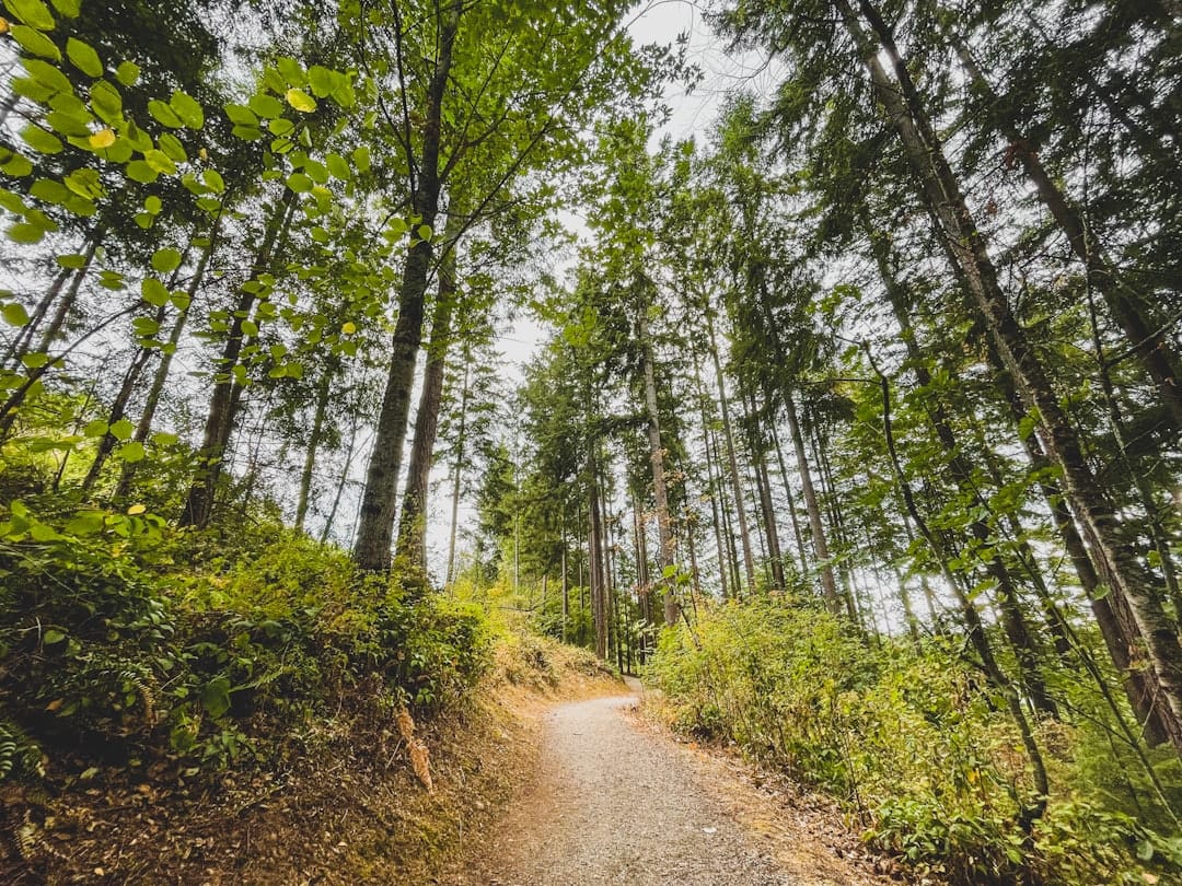 Forest trail winding through lush green trees in the Pacific Northwest near Coquitlam BC