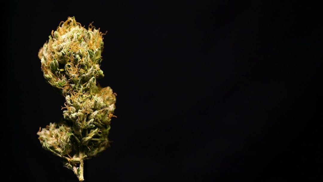 Cannabis flower covered in golden trichomes and kief crystals