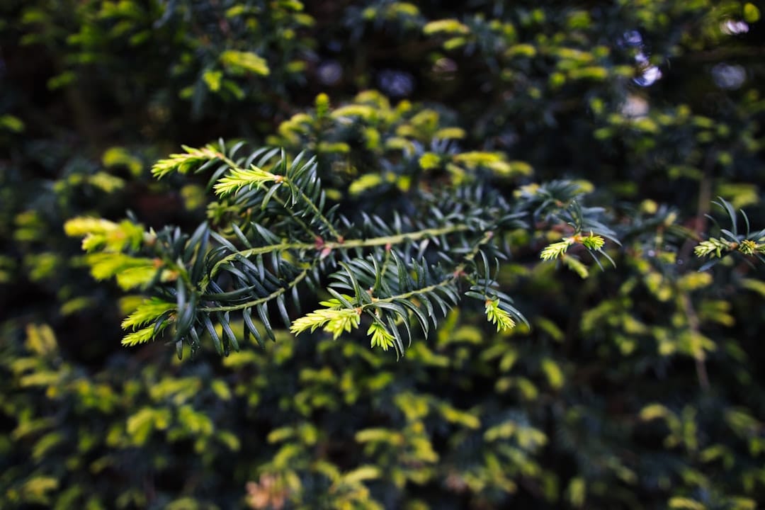 Close up of dark green evergreen pine branch representing the gassy pine terpenes in El Chapo LSO cannabis