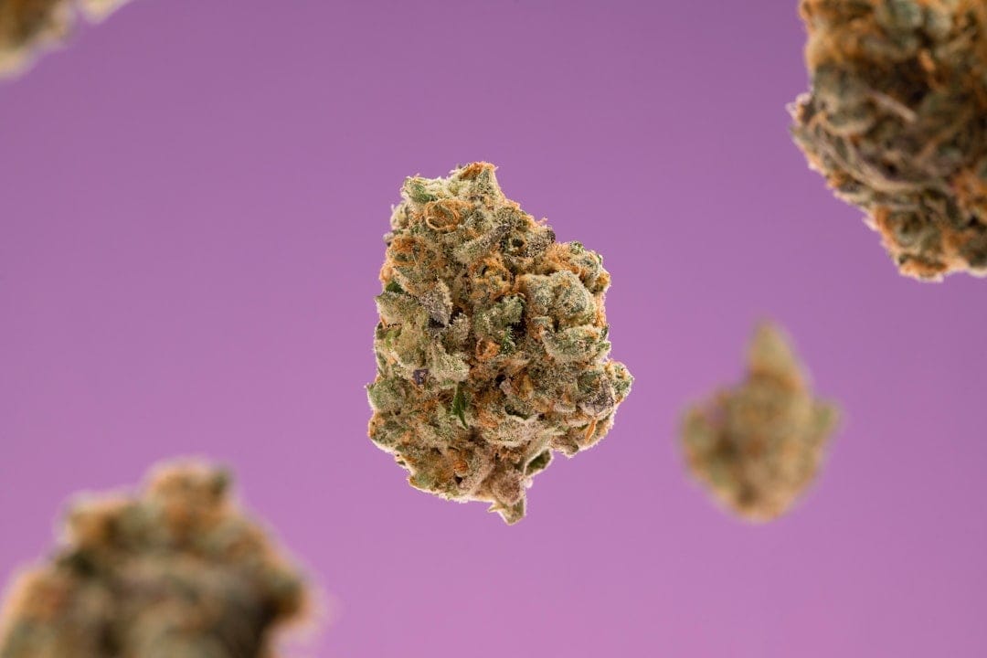 Dense cannabis buds with purple hues representing the potent Death Reaper indica strain