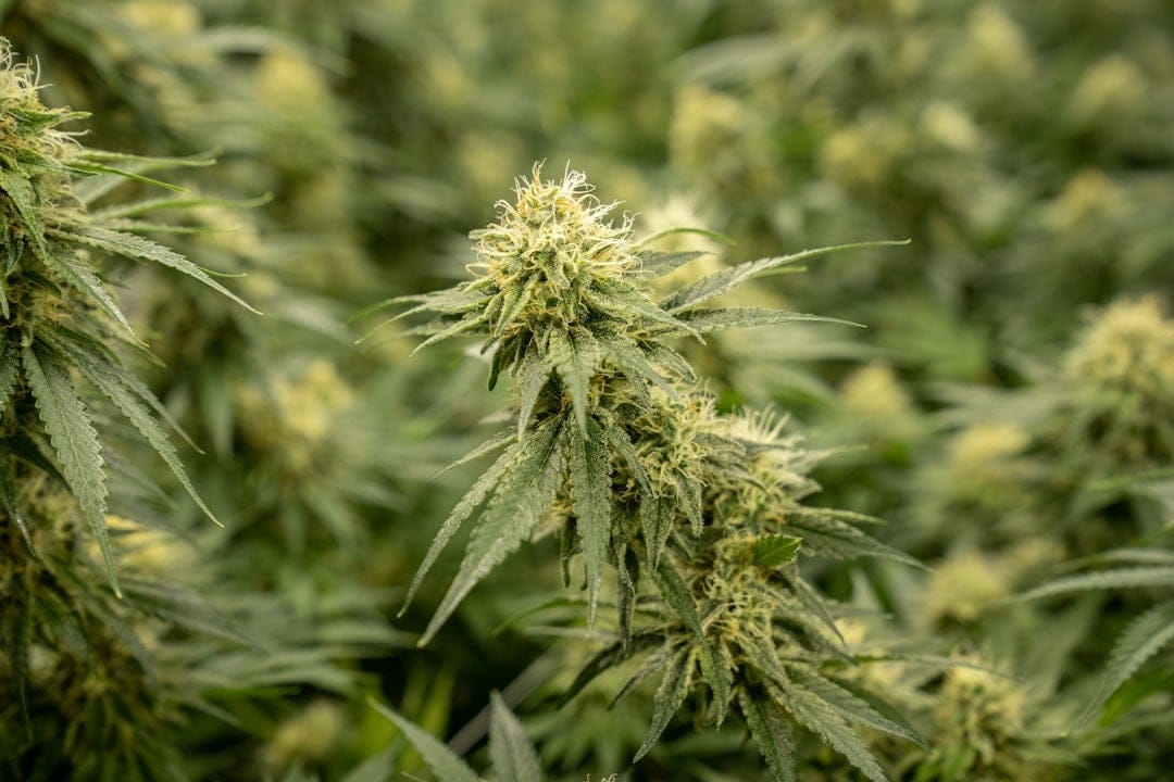 Close-up of healthy cannabis plants with lush green foliage