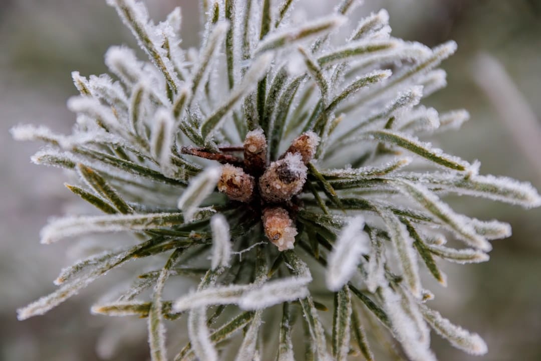Frosty pine needles resembling trichome-covered cannabis buds