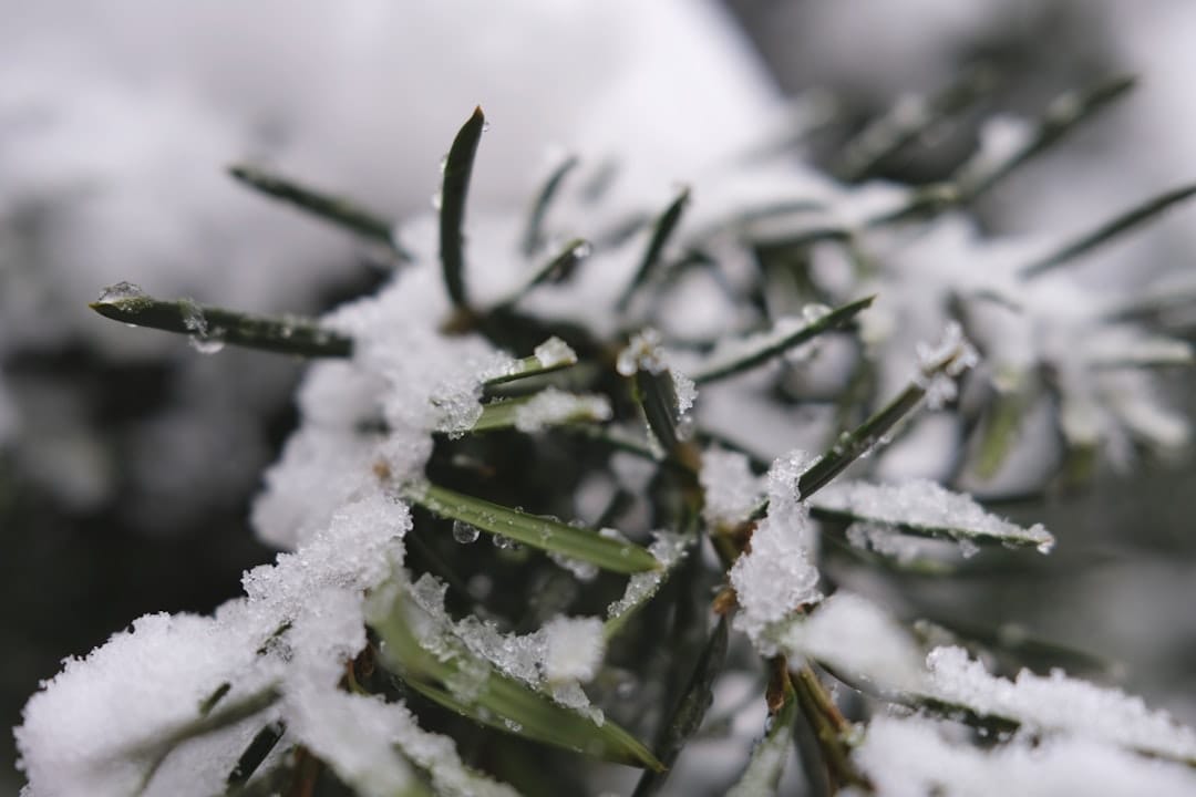 Dense frosty cannabis buds with trichome coverage on an indica strain