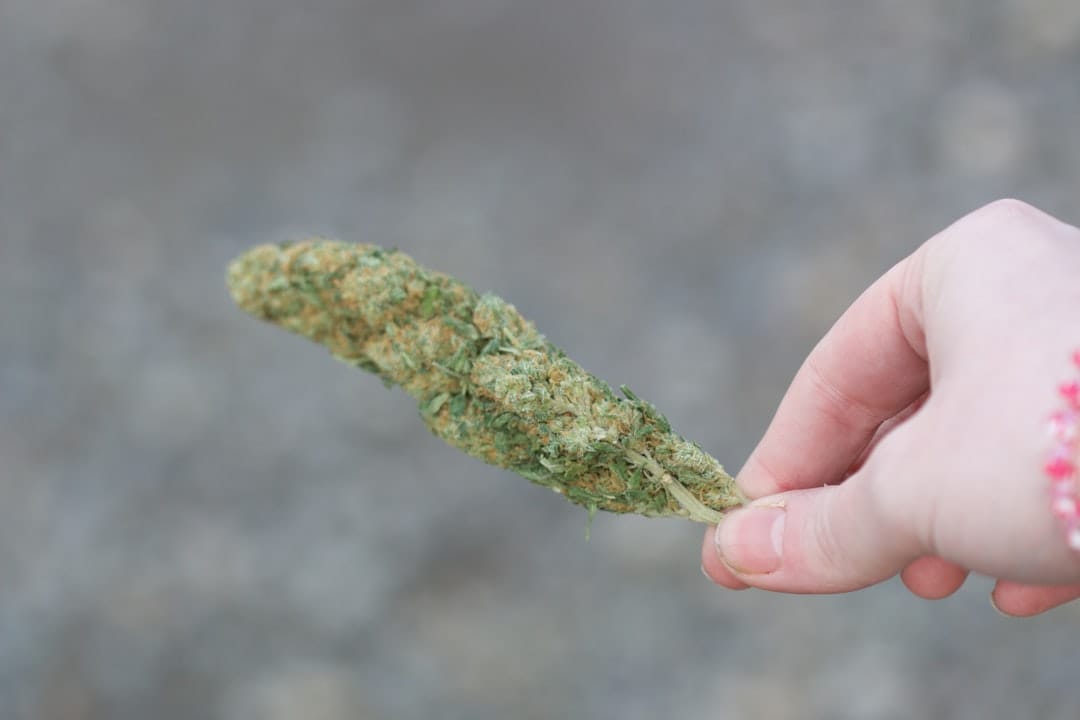 Close-up of green cannabis flower buds showcasing trichome coverage