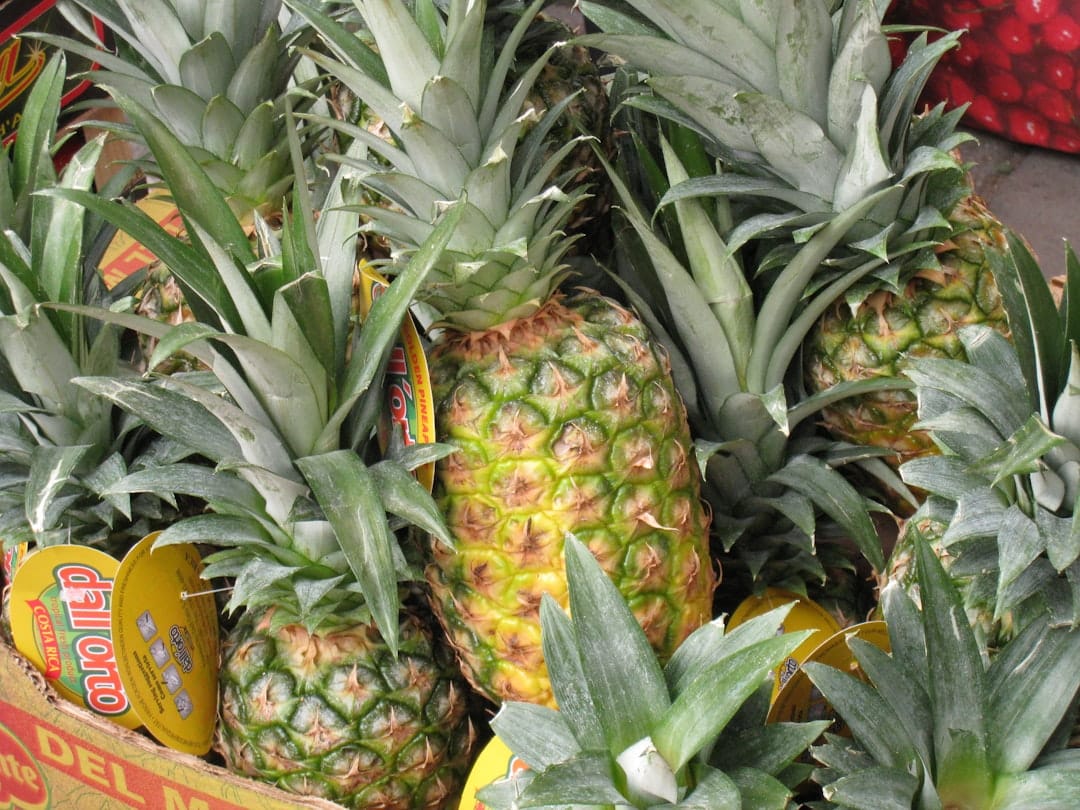 Golden pineapple fruit representing the tropical flavour profile of Pineapple Chunk live resin concentrate