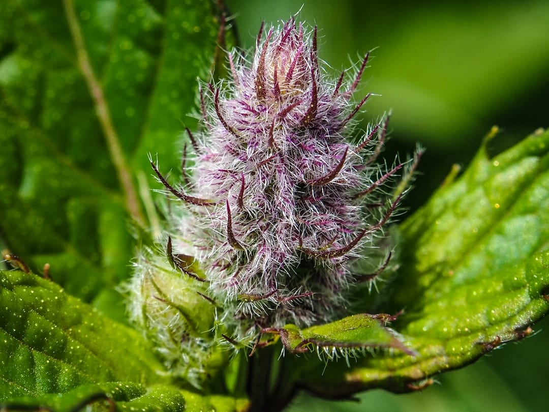 Macro shot of cannabis flower highlighting trichome coverage and terpene-rich structure