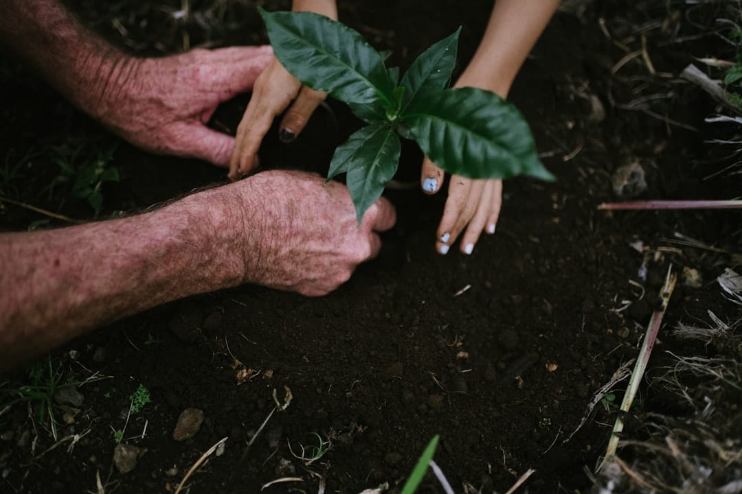 Person holding a healthy plant growing in rich organic living soil representing LSO cannabis cultivation