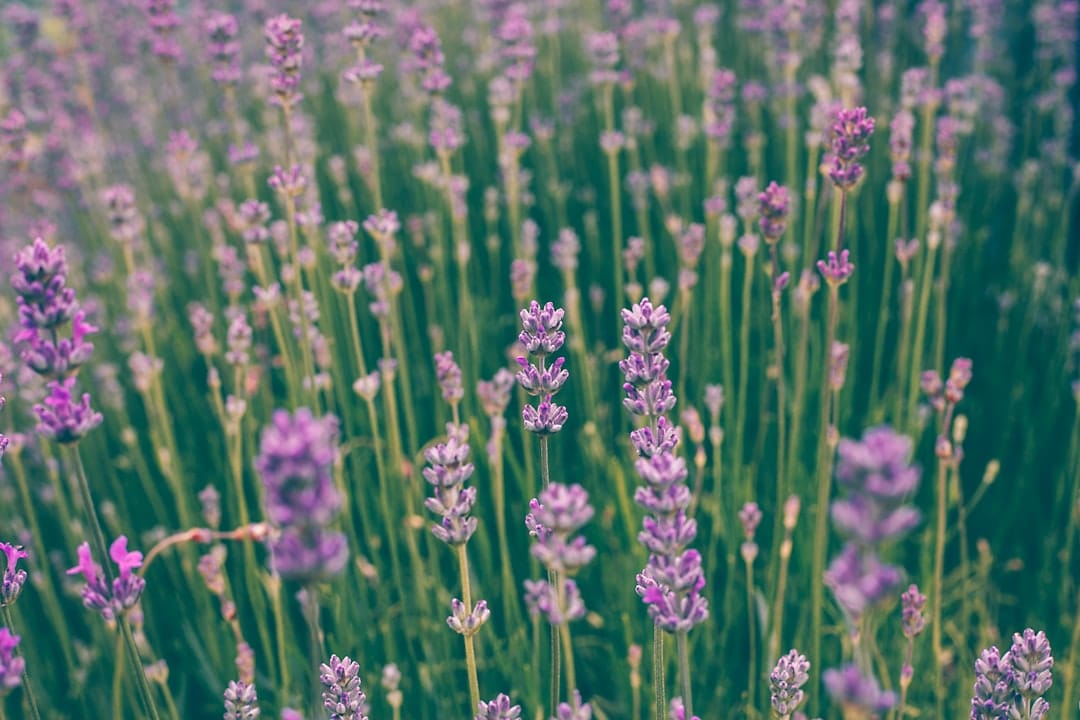 Lavender field in bloom representing natural wellness and calm for CBD anxiety relief