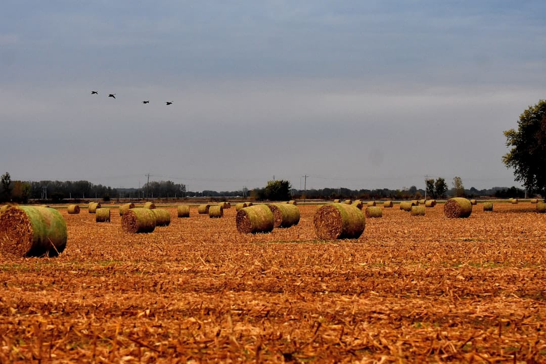 Hay bales in a golden agricultural field reminiscent of Delta BC farmland