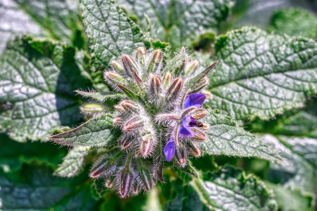 Purple cannabis indica flower bud with vibrant green leaves
