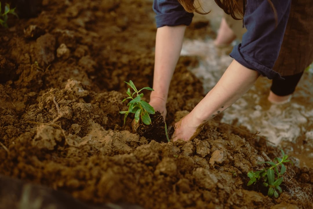 Hands planting a seedling in rich organic living soil representing natural cannabis cultivation