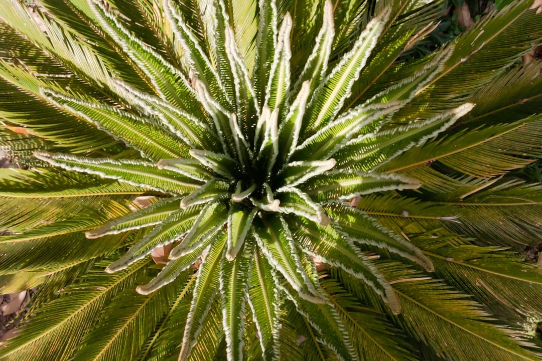 Close-up of cannabis plant with resinous trichomes showing terpene-rich flower structure