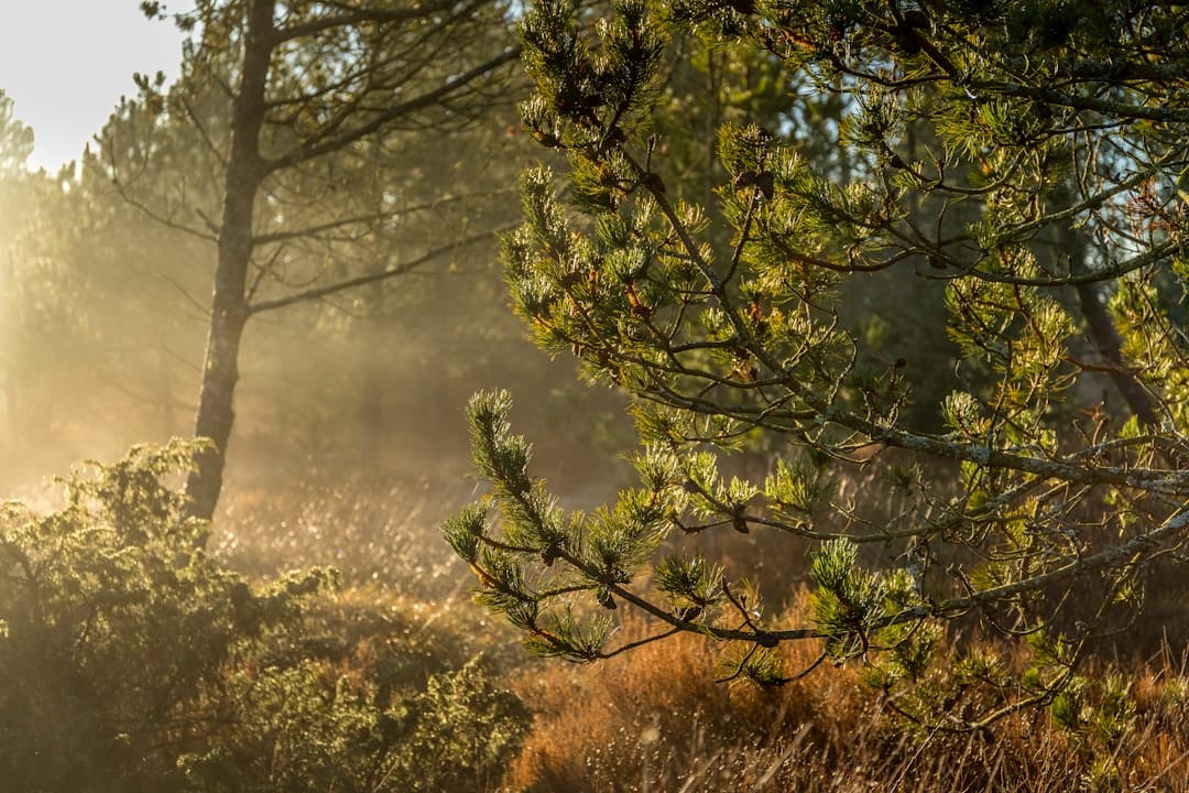 Sunlight filtering through misty pine forest evoking earthy terpene aromas