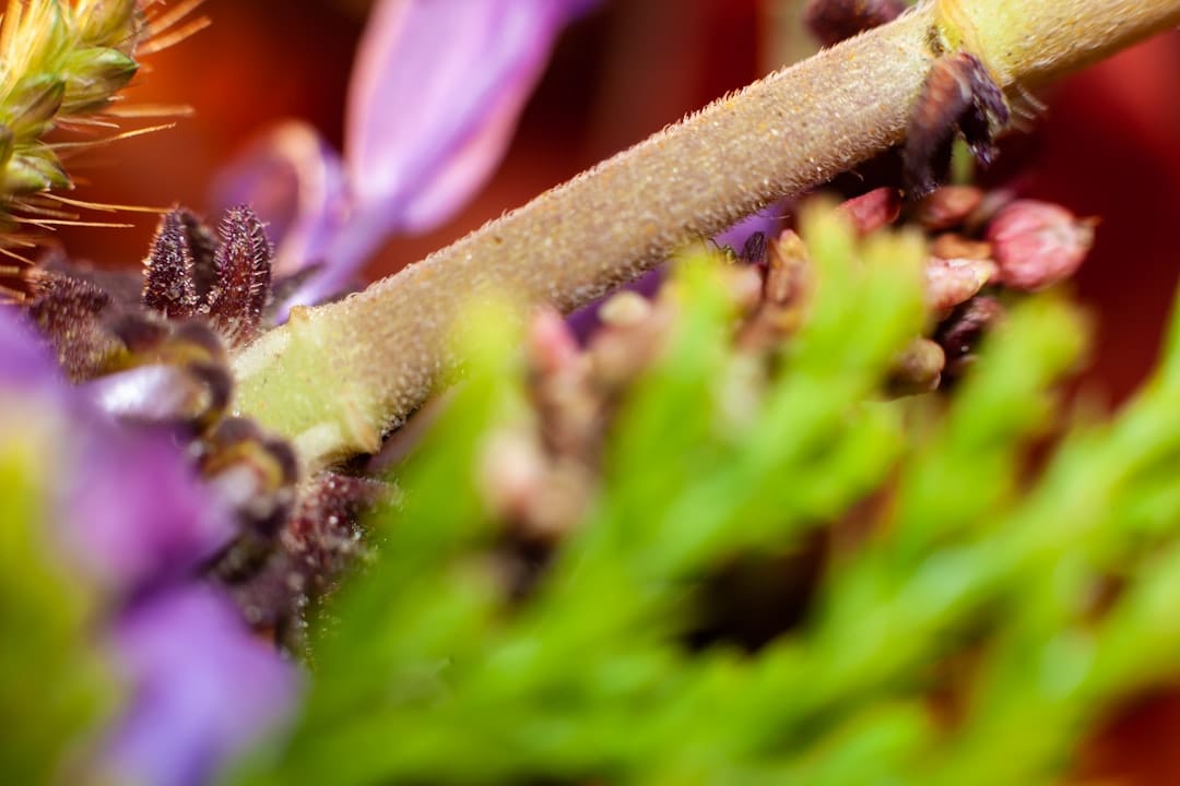 Close-up macro photograph of cannabis plant trichomes where cannabinoids like THCa CBN and CBG are produced