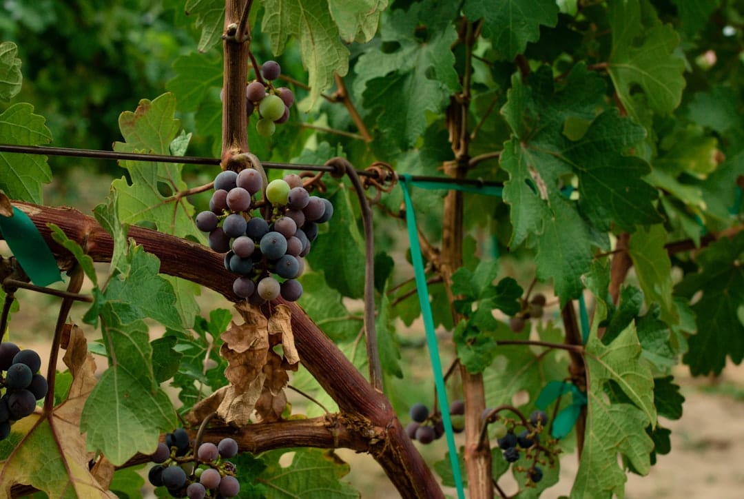 Purple grapes on the vine representing Grateful Grape cannabis strain genetics