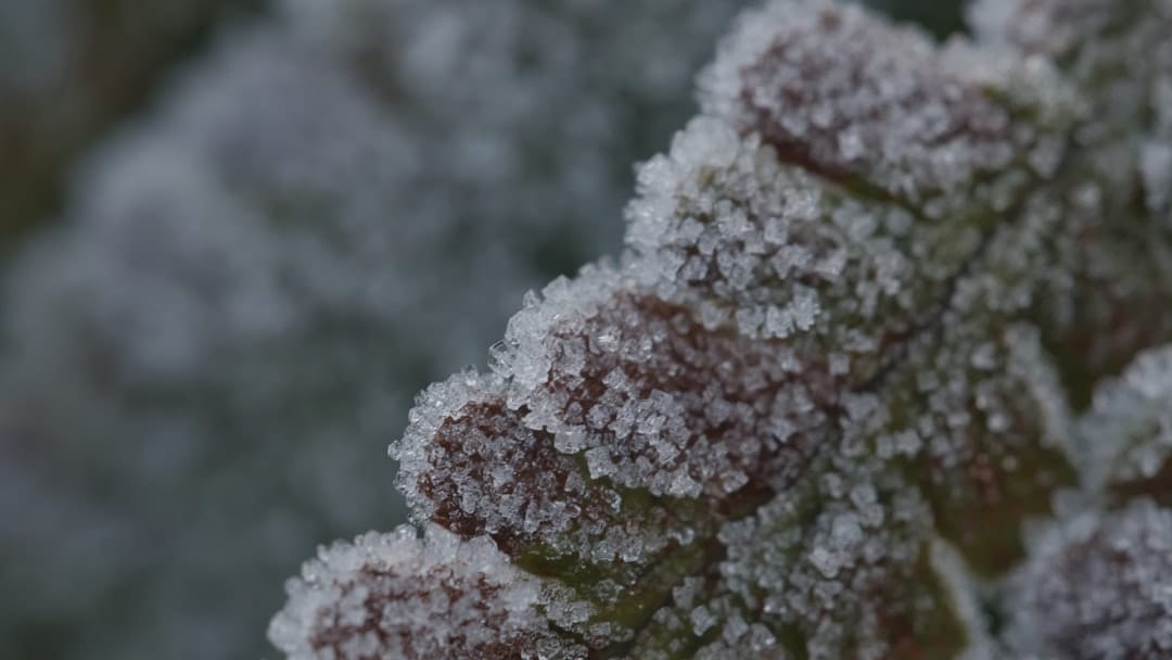 Close-up macro photograph of cannabis flower trichomes glistening with resin