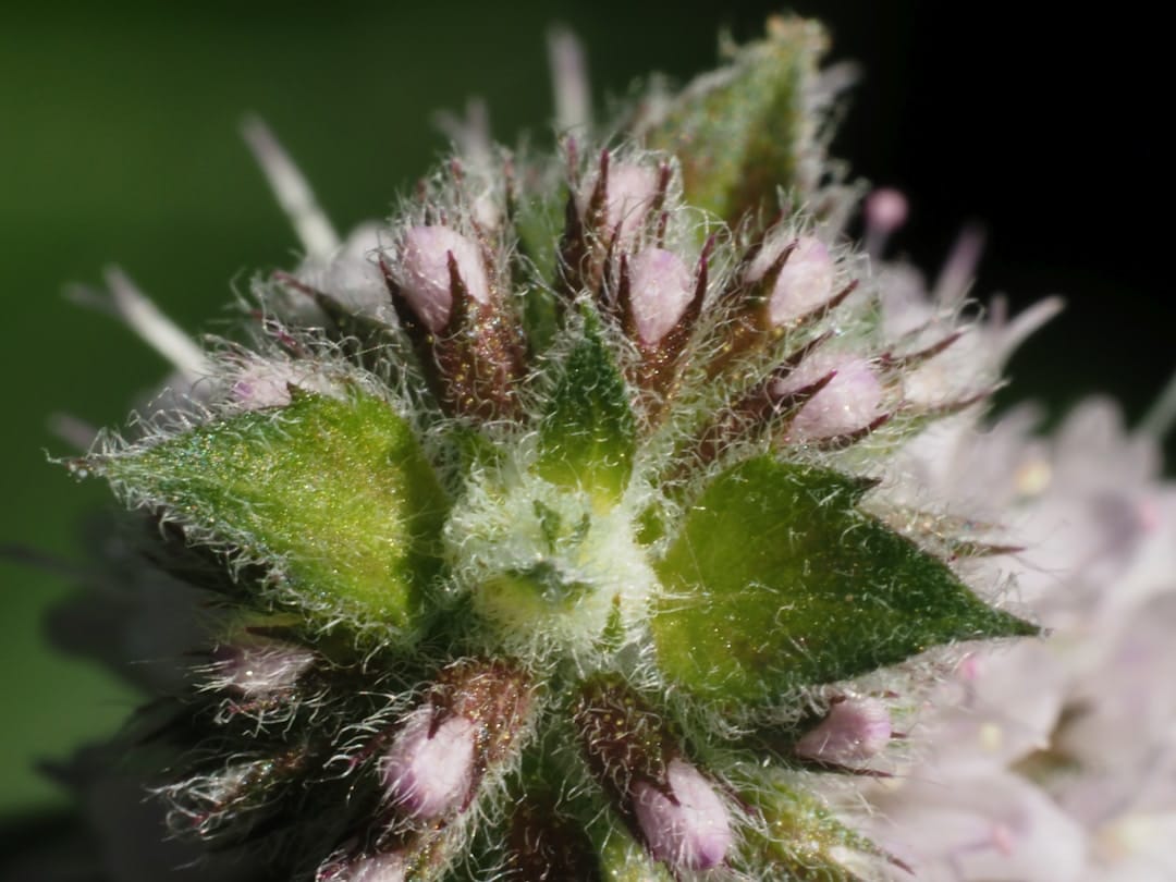 Close-up of frosty cannabis flower showing quality trichome development