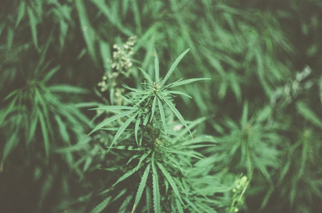 Resinous cannabis plant with dense indica buds and green leaves