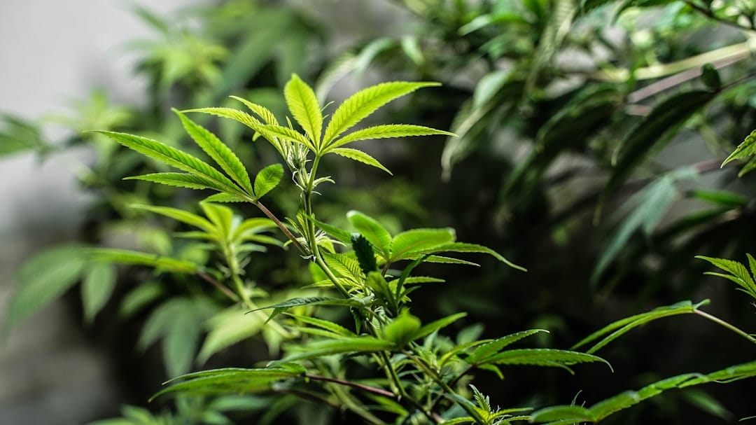 Close-up of a healthy cannabis plant with vibrant green leaves