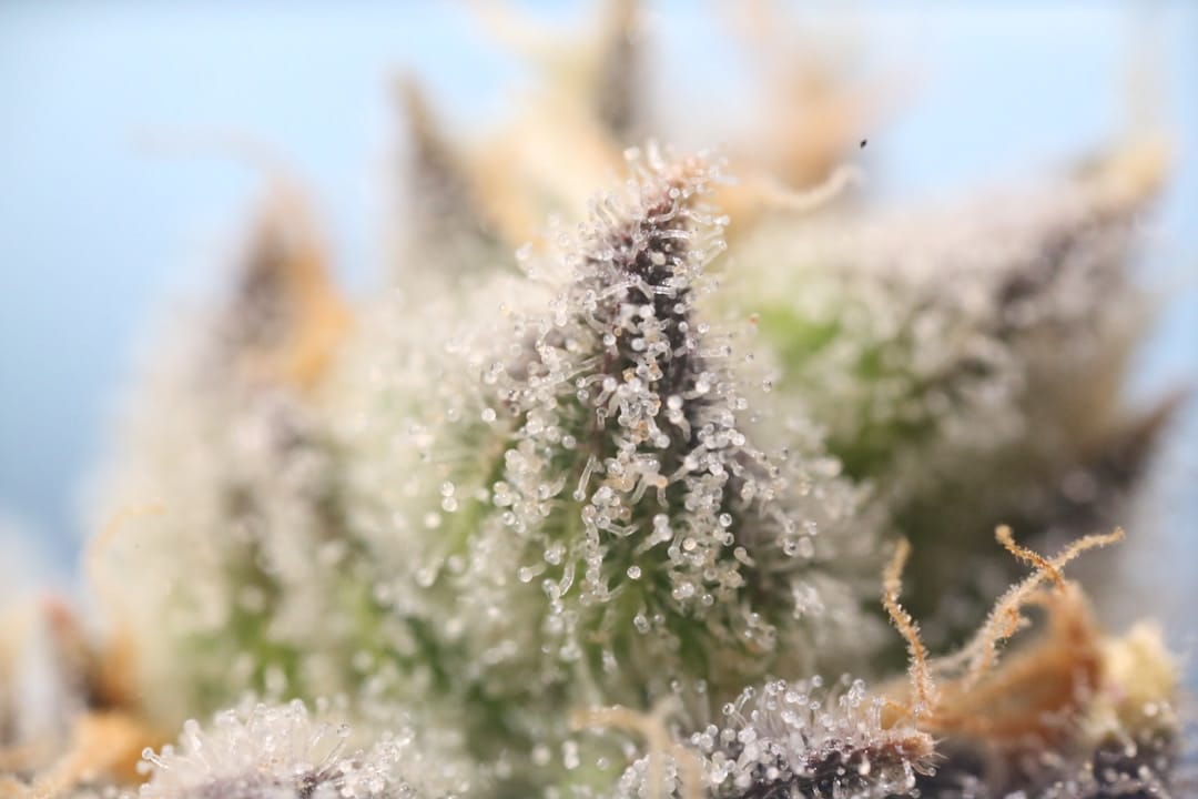 Close-up of cannabis flower buds showing trichome coverage and quality indicators