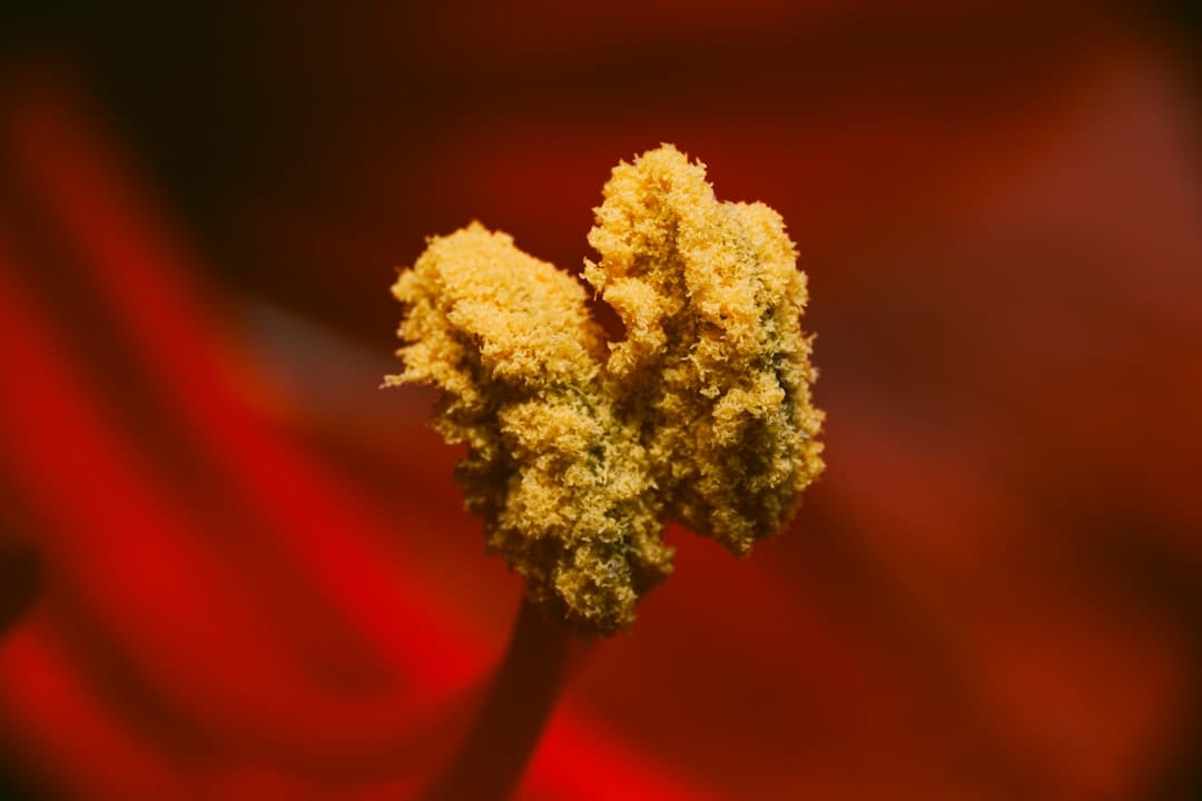 Close-up macro view of golden cannabis trichomes used in solventless extraction