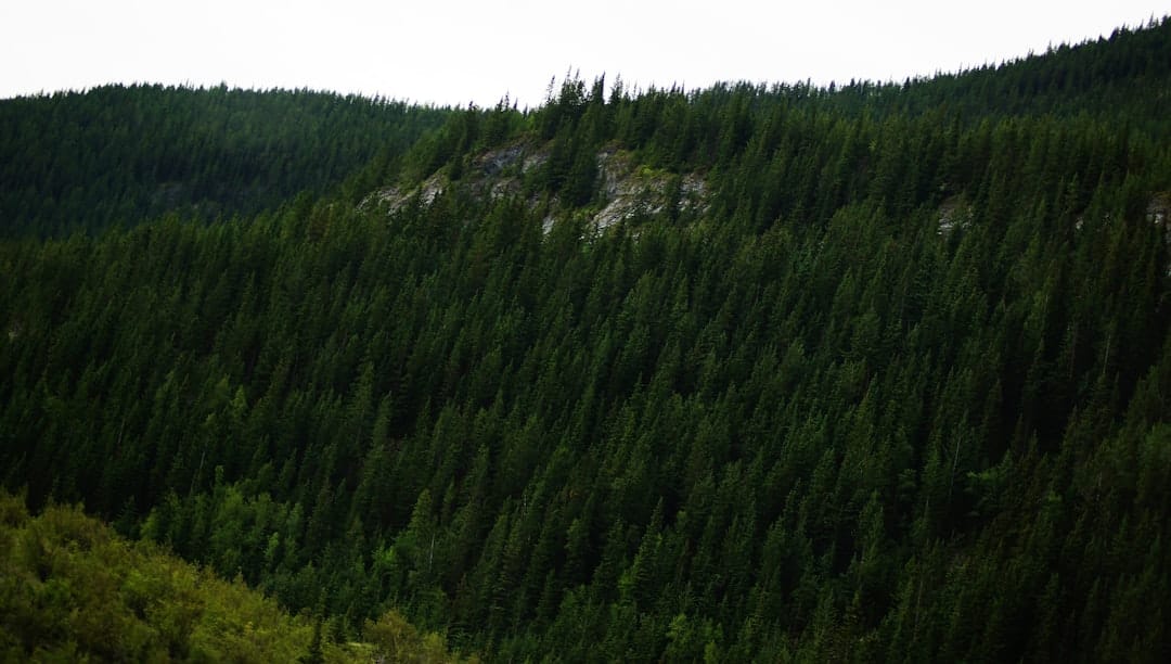 Lush green forest with mountain backdrop in British Columbia
