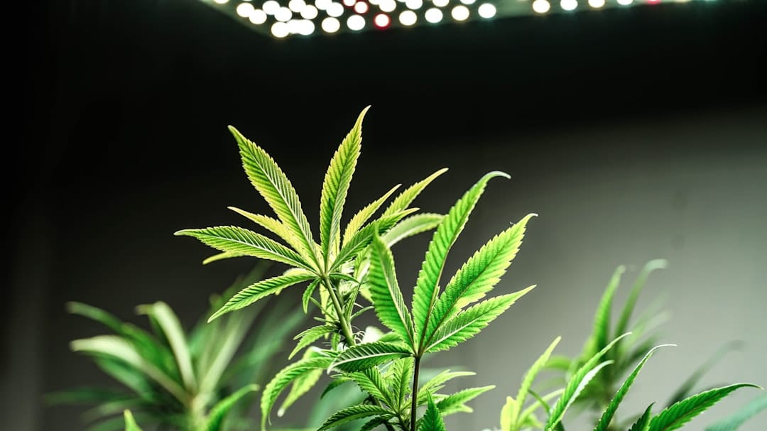Close-up of cannabis plant with trichomes and grow lights for Richmond BC cannabis delivery