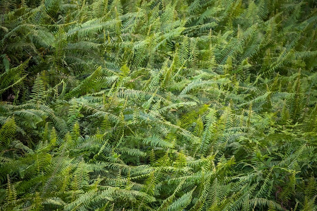 Outdoor cannabis field with healthy green plants representing Kootenay craft cannabis growing heritage