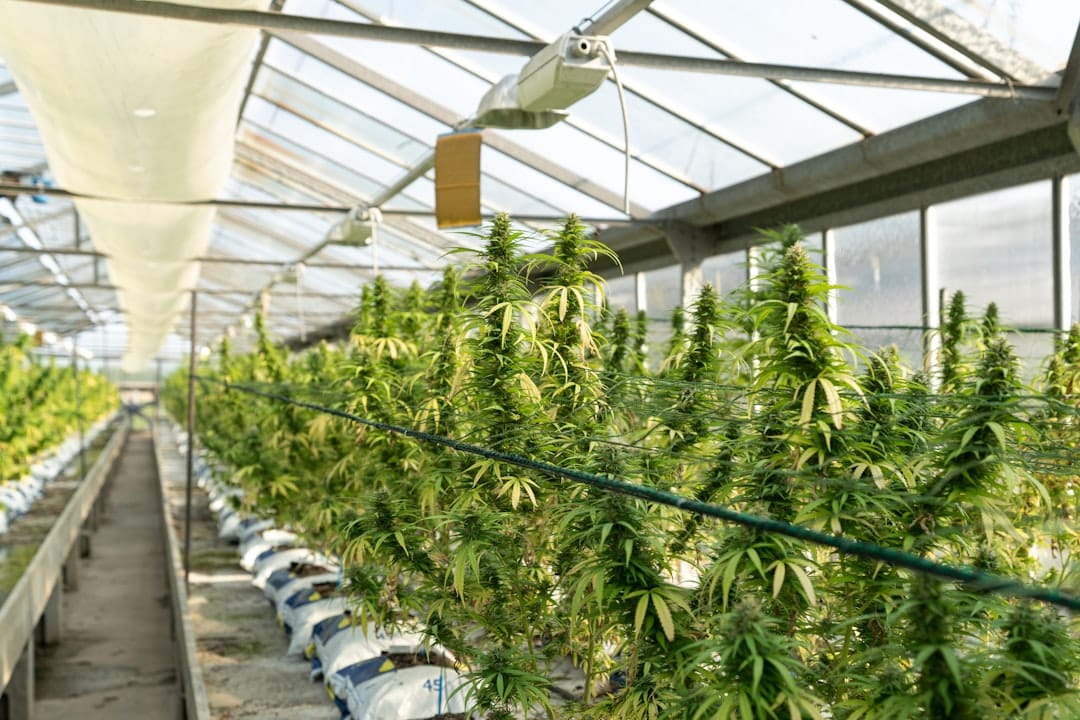 Lush green cannabis plants growing inside a professional greenhouse facility