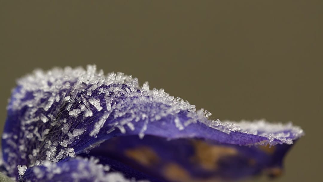 Purple cannabis bud with frosty trichomes macro close up Grateful Grape strain