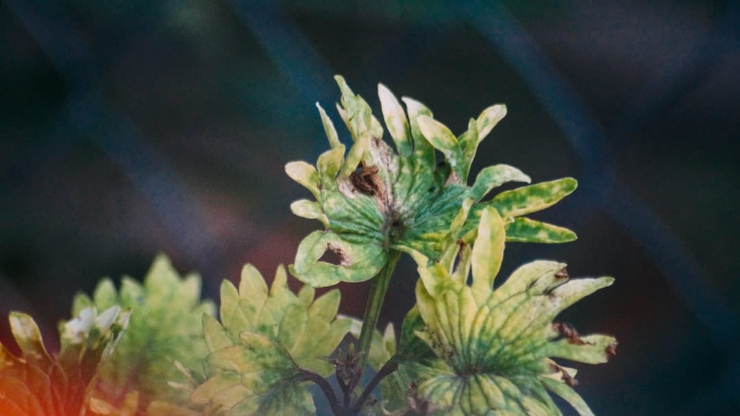 Close up cannabis plant with resinous trichomes and terpene-rich flower