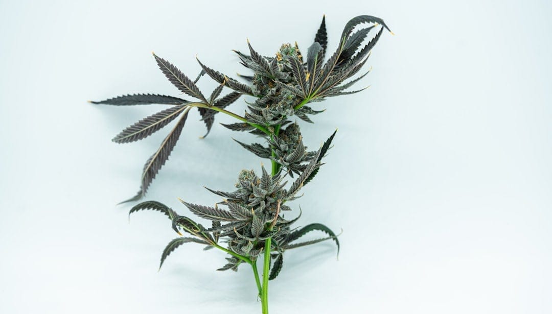 Dense green cannabis buds with trichomes typical of 91 Octane indica strain