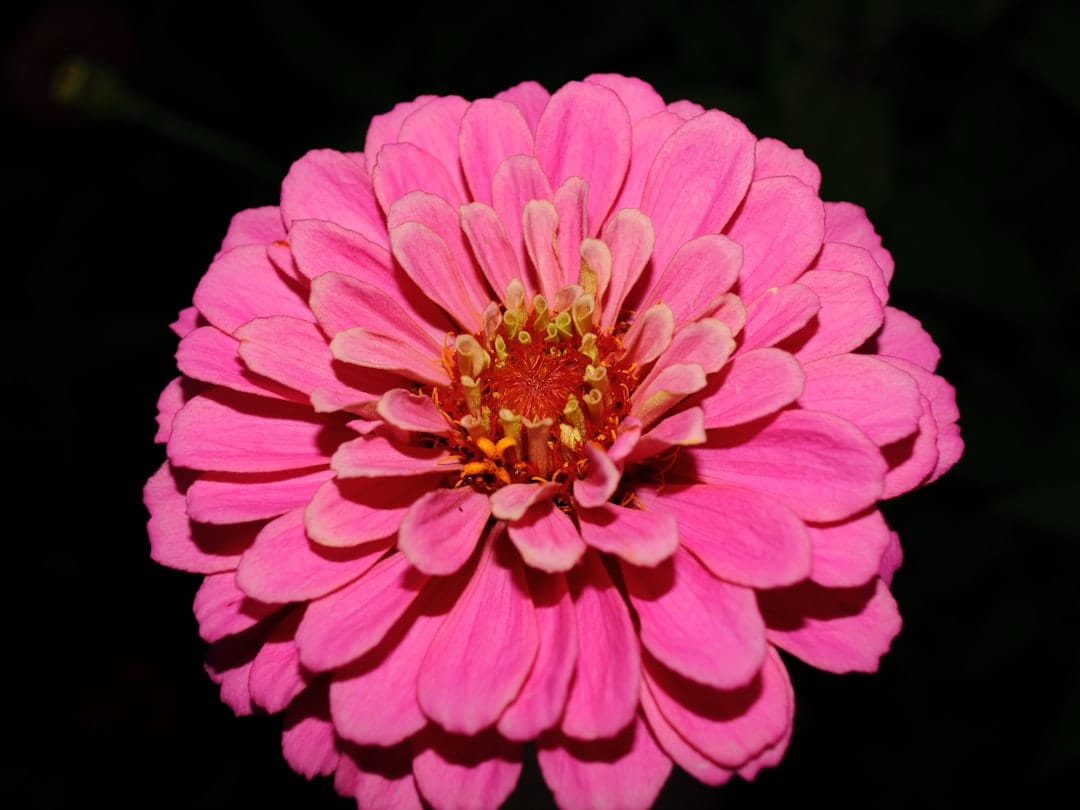 Vibrant pink flower bloom representing Pink Fuego LSO indica cannabis strain
