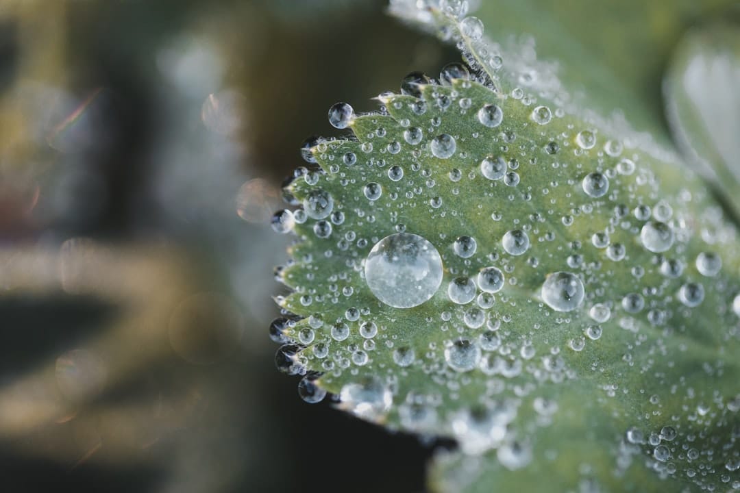 Green leaf with water droplets resembling cannabis trichomes macro photography